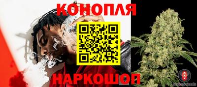 сатива Будённовск